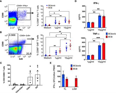 Impact of SIV infection on mycobacterial lipid-reactive T cell responses in Bacillus Calmette-Guérin (BCG) inoculated macaques